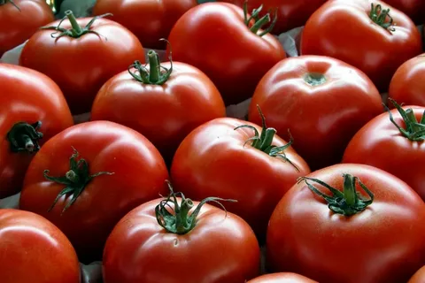 تصویر 3 از گوجه‌ فرنگی زیتونی ممتاز صادراتی در تنوع بالا